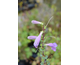 Penstemon grandiflorus