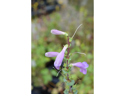 Penstemon grandiflorus