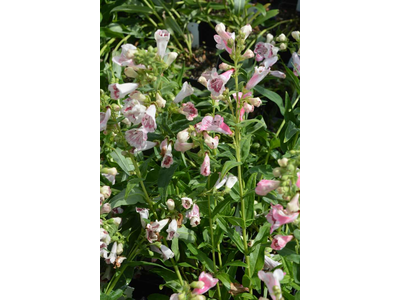 Penstemon hartwegii