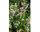 Penstemon hartwegii Ice Cream Strawberry & Cream