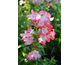 Penstemon hartwegii Phoenix Pink