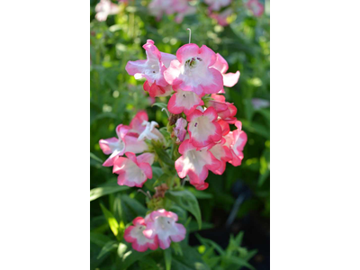 Penstemon hartwegii