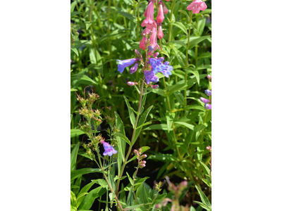 Penstemon heterophyllus