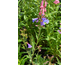 Penstemon heterophyllus Catherine de la Mare