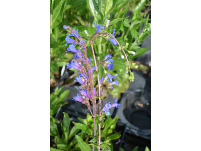 Penstemon mensarum