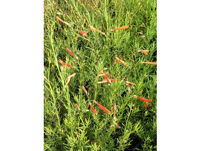 Penstemon pinifolius