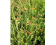 Penstemon pinifolius None