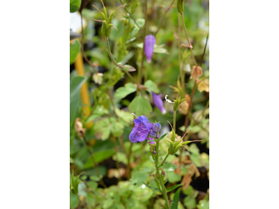 Penstemon strictus