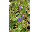 Penstemon strictus (Bandera)