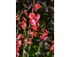 Penstemon superbus None