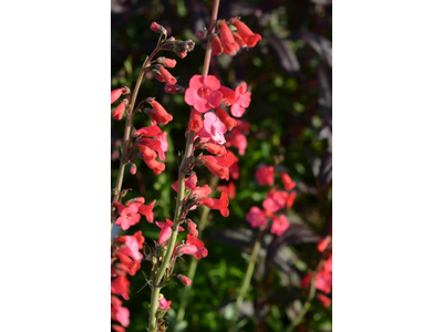 Penstemon superbus