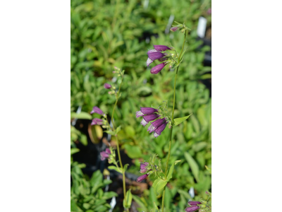 Penstemon whippleanus