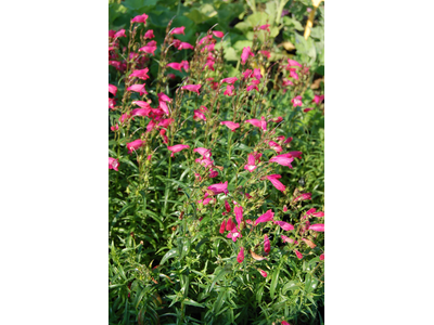 Penstemon x mexicale