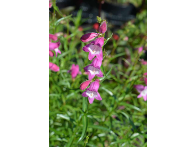 Penstemon x mexicale