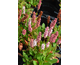 Persicaria affinis