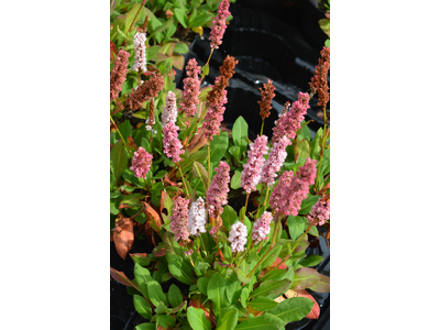 Persicaria affinis