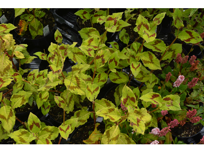 Persicaria filiformis 