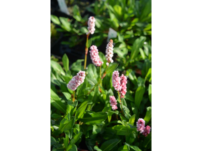 Persicaria affinis