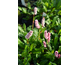 Persicaria affinis