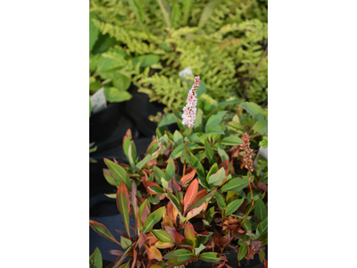 Persicaria affinis