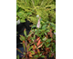 Persicaria affinis Dimity