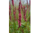 Persicaria amplexicaulis