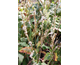 Persicaria amplexicaulis Alba