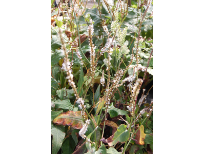 Persicaria amplexicaulis