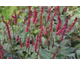 Persicaria amplexicaulis