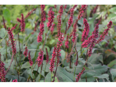 Persicaria amplexicaulis