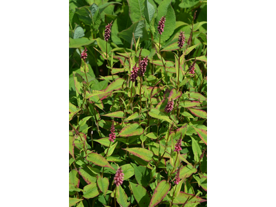 Persicaria amplexicaulis