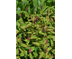 Persicaria amplexicaulis