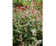 Persicaria amplexicaulis Rosea