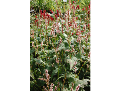 Persicaria amplexicaulis