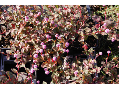 Persicaria capitata (Polygonum capitatum)