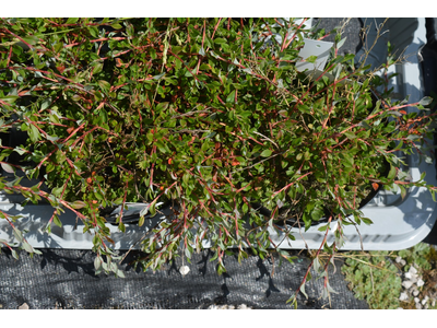 Persicaria vacciniifolia