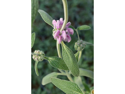 Phlomis purpurea