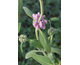 Phlomis purpurea