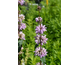 Phlomis tuberosa None