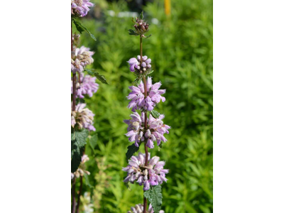 Phlomis tuberosa