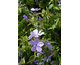 Phlox divaricata Blue Moon