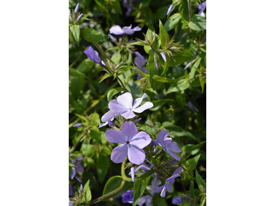 Phlox divaricata