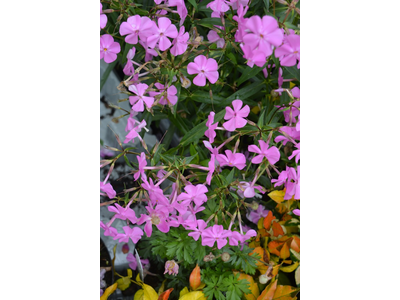 Phlox carolina