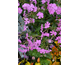 Phlox carolina