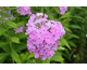 Phlox paniculata David's Lavender