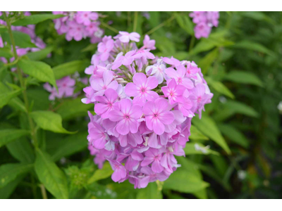 Phlox paniculata