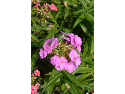 Phlox