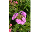 Phlox Fashionably Early Flamingo ®