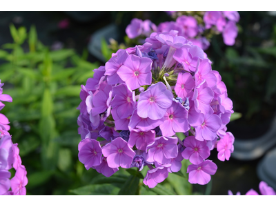 Phlox