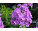Phlox JS Queen Paola